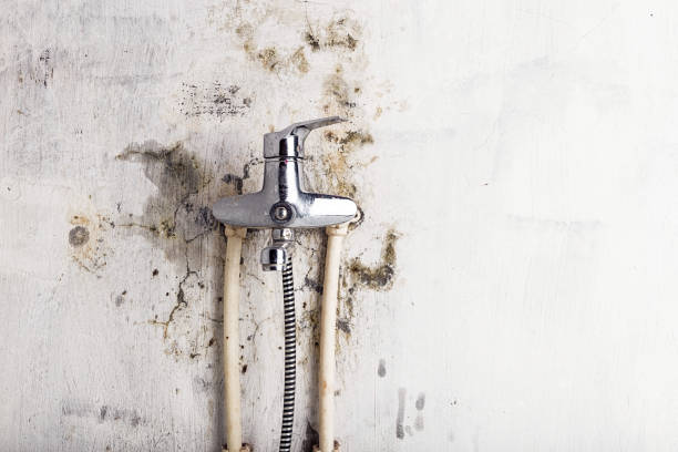 Best Same-Day Mold Removal  in Lus Valley Marinwood, CA