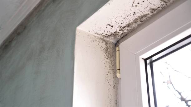 Best Mold Removal Company Near Me  in Lus Valley Marinwood, CA