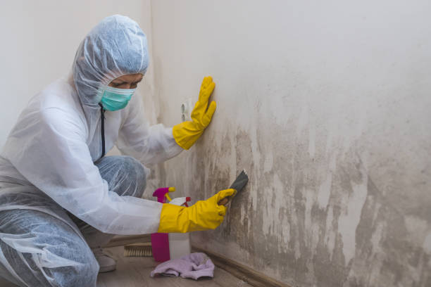 Best Local Mold Removal Service  in Lus Valley Marinwood, CA
