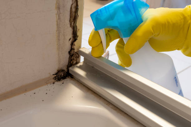 Best Local Mold Removal Service  in Lus Valley Marinwood, CA