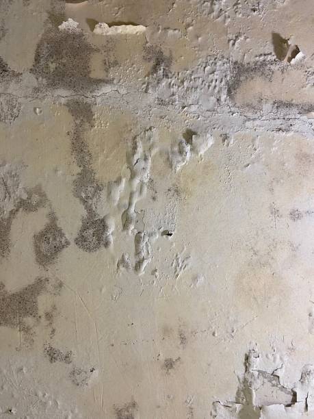 Best Black Mold Removal  in Lus Valley Marinwood, CA