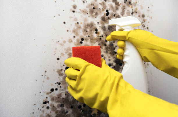 Best Office Mold Removal Services  in Lus Valley Marinwood, CA