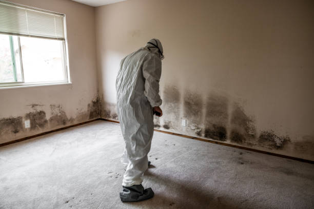 Best Emergency Mold Removal  in Lus Valley Marinwood, CA
