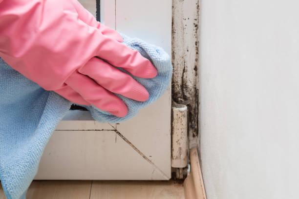 Mold Testing and Removal in Lucas Valley Marinwood, CA